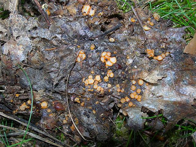 Alla ricerca della Arachnopeziza